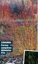  ?? ?? ZINGING:
Cornus sanguinea Midwinter Fire