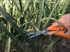  ?? BETTY CAHILL, SPECIAL TO THE DENVER POST ?? Cut off the garlic scapes on hardneck garlic cultivars a couple of weeks before harvest to promote larger bulb growth.