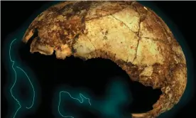  ??  ?? Homo erectus cranium outline. The earliest known skull of Homo erectus has been unearthed by an Australian-led team in South Africa. Photograph: Supplied by La Trobe