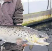  ?? JIM COLE/AP 2012 ?? A 4-year-old Atlantic salmon is held at the National Fish Hatchery in Nashua, N.H. Maine is home to the last wild Atlantic salmon population­s in the U.S.