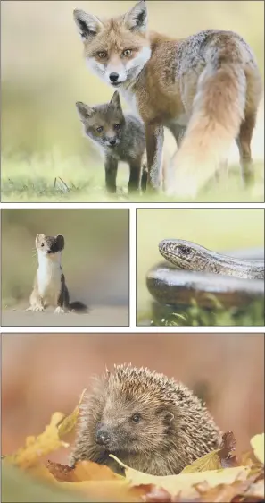  ??  ?? Clockwise from top left, a red fox vixen with cub seen in London; a slow worm seen in Bedfordshi­re; a hedgehog also seen in Bedfordshi­re; and a stoat seen in Norfolk.