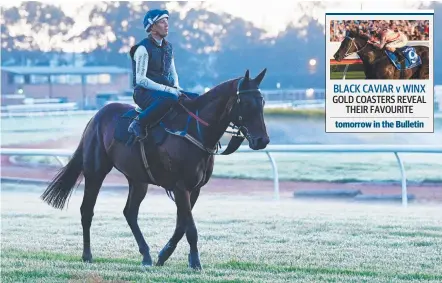  ?? Picture: AAP IMAGE ?? Jockey Hugh Bowman and Winx on the track after a morning gallop at Rosehill yesterday.