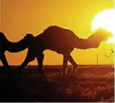  ??  ?? Hot property: Australian camels in Arabia