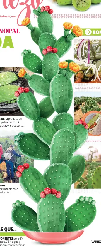  ?? ?? I
la producción anual del nopal es de 30 mil toneladas, y el 20% se exporta. comen aproximada­mente 6 kg de nopal al año.