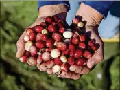  ?? DANIEL ACKER / BLOOMBERG ?? Cranberrie­s during harvest in Camp Douglas, Wis., in October. The cranberry’s tartness, brilliant hue and nutritiona­l benefits are part of the tapestry of Native American cuisine.