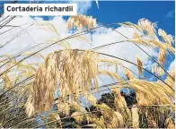  ??  ?? Cortaderia richardii