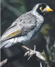  ??  ?? INVADER: A noisy miner.