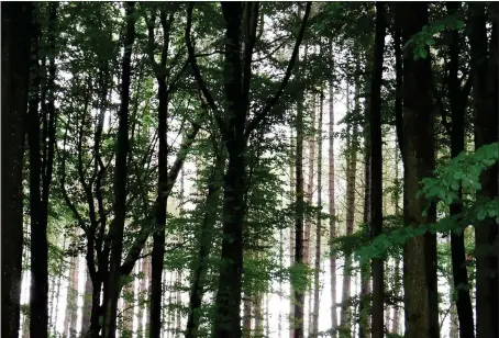  ??  ?? The Wellbeing of the Woods project, founded in 2017, uses woodland photograph­y to help people with mental health issues including PTSD