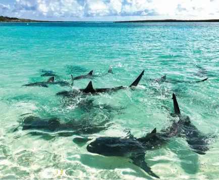  ?? WASHINGTON POST PHOTO BY ANNE CALCAGNO ?? In Ship Channel Cay in the Bahamas, sharks approach the shoreline for food.