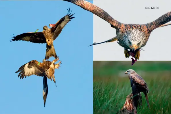  ??  ?? Clockwise from left: A red kite picks up food from a feeding station; two kites in an aerial scrap at Argaty Red Kites; eyes on the prize; a red kite finds an elevated resting place.