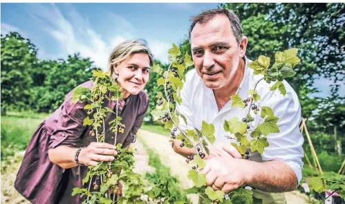  ?? FOTO: ANDREAS BRETZ ?? Gastronome­n werden zu Gärtnern: Uta und Ciro Colella hoffen auf reiche Ernte – trotz Verzichts auf Dünger und Chemie.