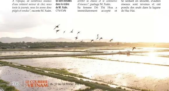  ?? CTV/CVN ?? De plus en plus d’oiseaux sauvages se sont installés dans la rizière de M. Xuân.