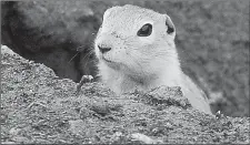  ?? File photo ?? The debate on how to best handle gophers has been debated in business and government offices the last number of months.