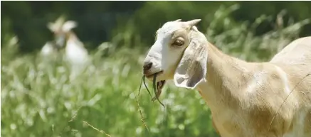  ??  ?? Ruminants such as goats (right) are key components in regenerati­ve agricultur­e.