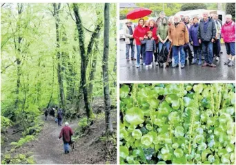  ??  ?? 1) Jolie traversée de bois où le vert nouveau des feuillages apâise le regard. 2) Conteur et marcheurs auxquels se sont joints Michel Forget élu dinannais, René Degrenne et deux élus léhonnais. 3) Gros plan sur une touffe d’Umbellicus Veneris ou...