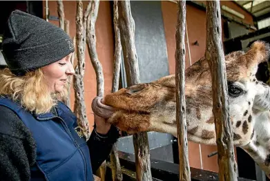  ?? ROSA WOODS/STUFF ?? Wellington Zoo herbivore keeper April Turnbull feeds Zahraa some of her favourite foliage.