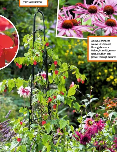  ??  ?? Above, echinacea weaves its colours through borders. Below, in a mild, sunny spot, abutilon can flower through autumn