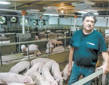  ?? PHOTO D’ARCHIVES, AFP ?? Serge Ménard, copropriét­aire de la ferme Meloporc à Saint-Thomas de Joliette, dans Lanaudière, a hâte que la cadence des abattoirs augmente.