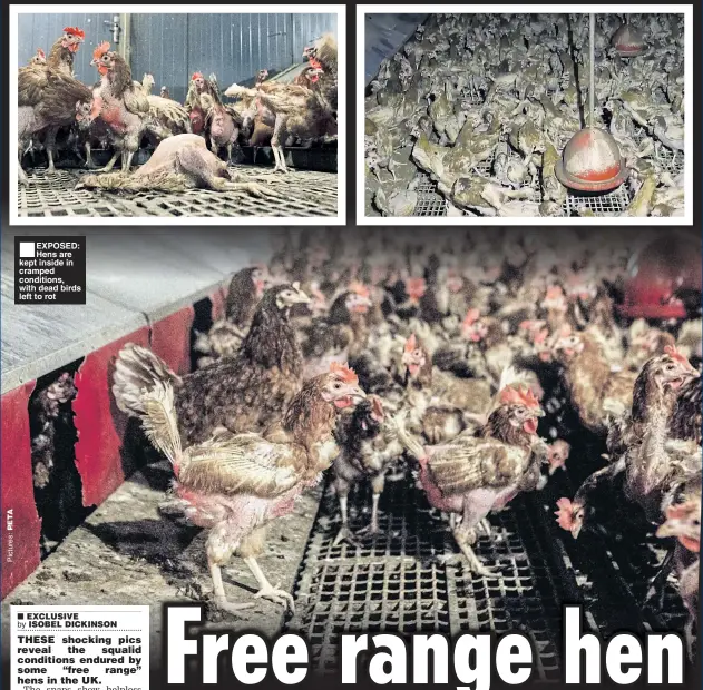  ??  ?? ■ EXPOSED: Hens are kept inside in cramped conditions, with dead birds left to rot