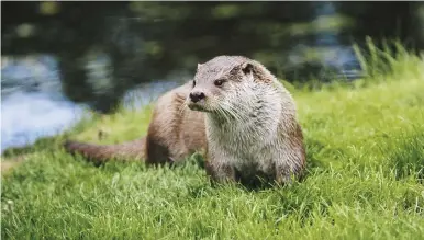  ??  ?? ABOVE The majority of an otter’s diet is made up of fish, but they also eat birds, small mammals and frogs