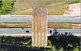  ?? MARIO LOBAO/AP PHOTO ?? An eco-corridor for the endangered Golden Lion Tamarin crosses over an interstate highway Thursday in Silva Jardim, Rio de Janeiro state, Brazil. Once recently planted trees grow on the bridge, it will allow the primates to safely cross the busy highway that bisects one of the last Atlantic coast rainforest reserves.