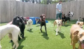  ?? SUBMITTED PHOTO ?? Dogs are let out for exercise and to socialize with other like-sized dogs under staff supervisio­n at the Ark Pet Spa.