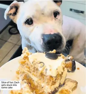  ??  ?? Slice of fun: Zach gets stuck into some cake