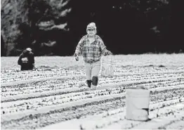  ?? GRAHAM HUGHES/AP ?? A temporary worker plants strawberri­es May 6 in the Canadian province of Quebec.