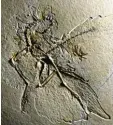  ?? Foto: Helmut Tischlinge­r, pr munichshow, dpa ?? Ein versteiner­ter Archaeopte­ryx aus dem Altmühltal.