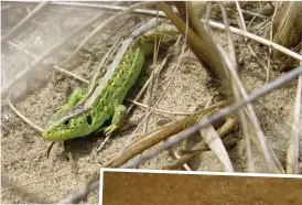  ??  ?? ● Above, Sand Lizards rely on the existing dune system