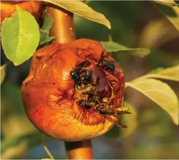  ?? ?? ► Se detectó el insecto en Pozo Almonte, Región de Tarapacá.