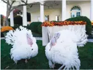  ?? AP PHOTO/SUSAN WALSH ?? The two national Thanksgivi­ng turkeys, Peanut Butter and Jelly, are photograph­ed in the Rose Garden of the White House before a pardon ceremony in Washington on Friday.