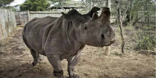  ??  ?? In this 2014 photo, female northern white rhino Fatu walks in her pen where she is being kept for observatio­n at the Ol Pejeta Conservanc­y in Kenya. She is one of the last two existing nothern white rhinos. Scientists announced Wednesday they have fertilized in vitro embryos collected from Fatu and Najin.