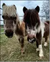  ?? MSPCA NEVINS FARM ?? Two mini ponies were among the more than 100 animals surrendere­d from the Taft Street residence in Ayer where law enforcemen­t found mistreated animals.