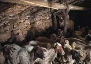  ?? ?? Sheep that nomadic Amazigh tribes rely on for living huddle inside a barn amidst snowfall in the village.