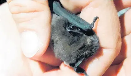  ?? ?? A bat in the hand . . . one of the Waipawa bats gets a gentle examinatio­n. The bats are roosting in a very unusual spot — the corrugated iron roof of a Waipawa shed.