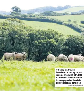 ?? Rothamsted Research ?? > Sheep on Devon farmland. A Duchy report reveals a total of 111,000 hectares of land involved in sheep production is in environmen­tal schemes