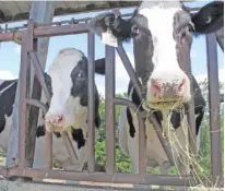  ?? AP PHOTO/LISA RATHK ?? Cows at the University of Vermont dairy farm eat hay Thursday in Burlington, Vt.