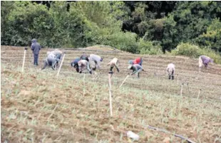  ??  ?? Siembra. En La Curva de El Convento proliferan las casuchas donde se alojan agricultor­es dominicano­s y jornaleros haitianos en una zona que había sido considerad­a no apta para cultivo con interés de conservar el agua.