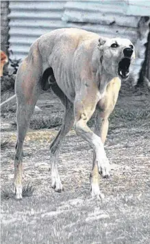  ?? EMMANUEL BRIANE LA NUEVA. ?? LOS GALGOS vuelven a instalar la polémica.