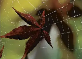  ??  ?? A Japanese maple leaf in a dew-covered spider’s web is emblematic of autumn