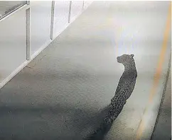  ?? — GETTY IMAGES ?? CCTV footage shows a leopard walking inside a factory in Manesar, India, on Oct. 5. It took police and wildlife officials more than a day to track it down.