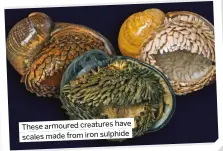  ?? ?? These armoured creatures have scales made from iron sulphide