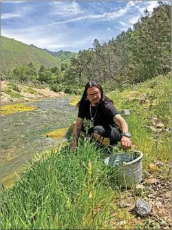  ?? PHOTOS BY JON HAMMOND / FOR TEHACHAPI NEWS ?? Nuwä tribal member Oscar Ramirez harvests watercress from Caliente Creek.