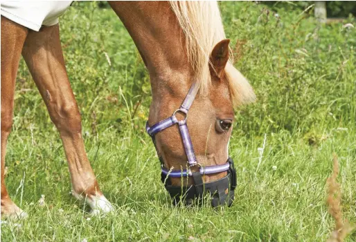  ??  ?? Easy keepers in danger of becoming obese on pasture can be turned out in grazing muzzles, which may reduce grass intake by up to 80 percent.