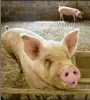  ?? MARK SCHIEFELBE­IN / AP ?? An African swine fever outbreak is devastatin­g the Chinese pork industry and affects prices worldwide.