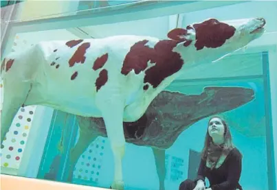  ??  ?? Could controvers­ial work like Damien Hirst’s Mother and Child, Divided – a cow and calf, each bisected and preserved in formaldehy­de solution – come to Perth?