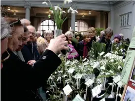  ??  ?? MED FYND I BLICKEN. Varje år i februari slåss engelsmänn­en om fynd på The Royal Horticultu­rals vintershow i London.
