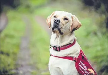  ??  ?? GOOD BOY: Two-year-old Ivan is being trained to detect the Covid-19 odour on people.