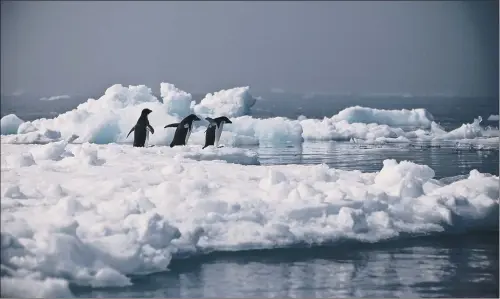  ?? PICTURE: PA WIRE. ?? CHILING FORECAST: Penguins in Antarctica are not expected to survive if current projection­s for global warming by 2100 are accurate.